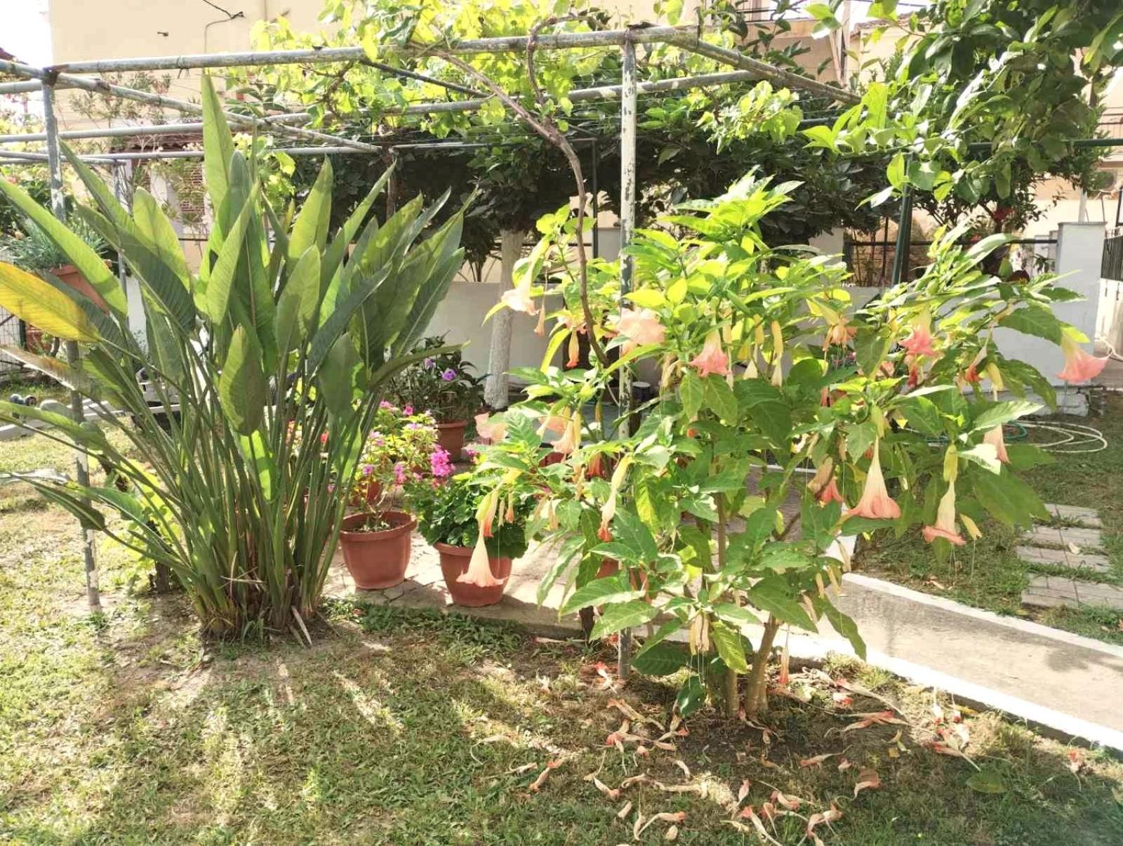 Apartament Nikos 3 Kávos
